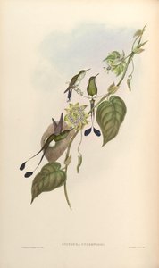 Spathura underwoodi = Ocreatus underwoodii melanantherus door John Gould